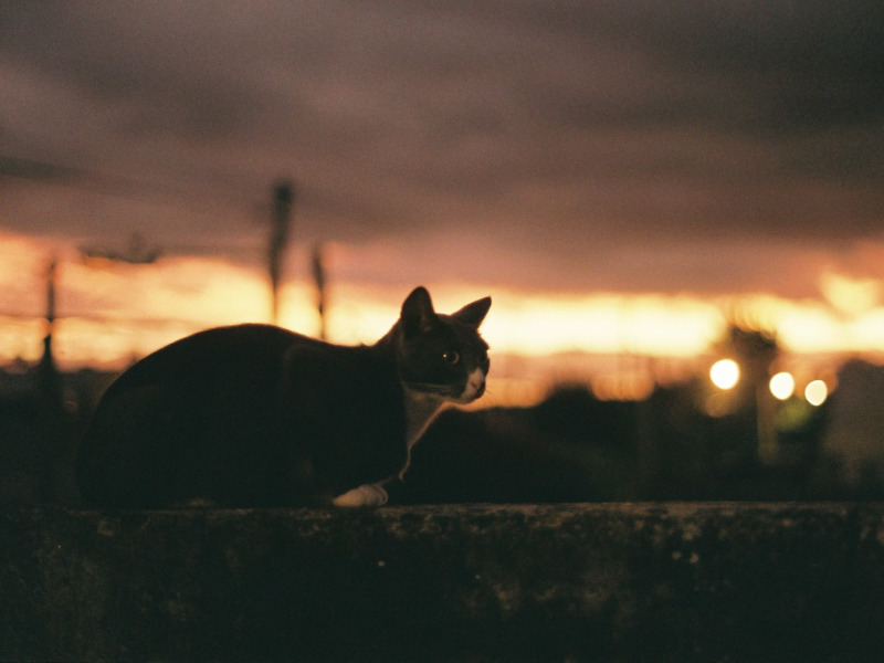 tumblr_20384e43d42f45365f8b2b8bc798d87b_a2fa8d98_2048.jpg